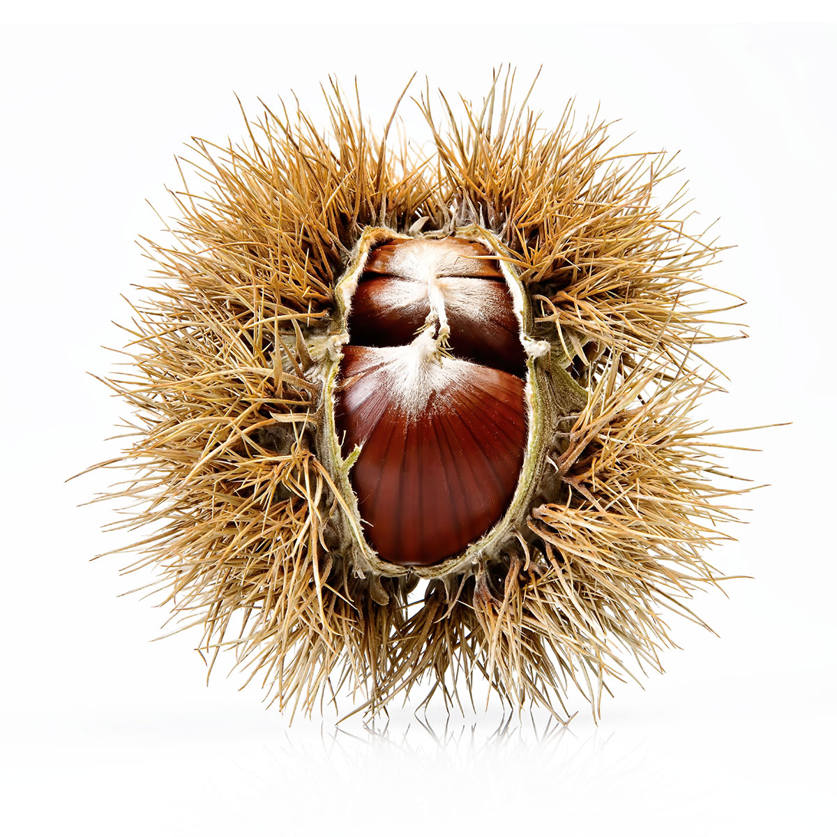 Marroni di Roccadaspide Bio (5Kg)